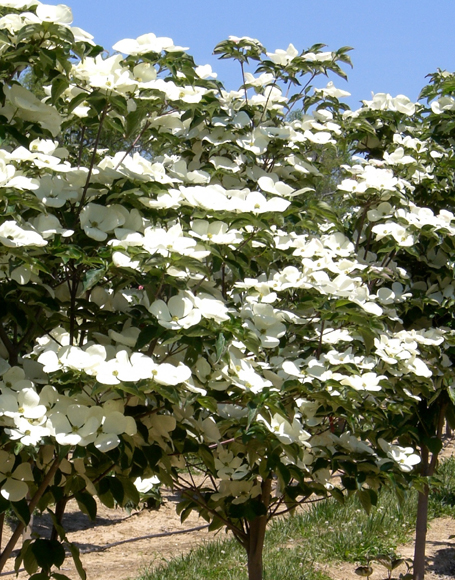 Kousa+dogwood+tree+diseases